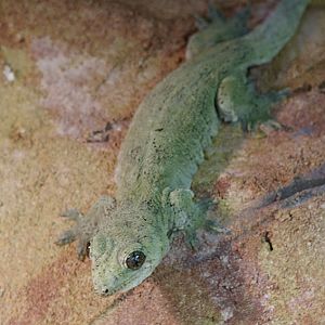 Giant Pacific gecko