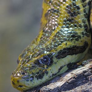 Yellow anaconda
