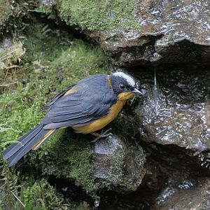 Snowy-crowned robin chat