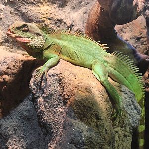 Chinese water dragon male