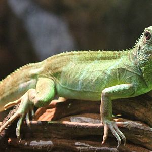 Chinese water dragon female