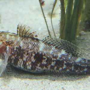 Red-mouth goby