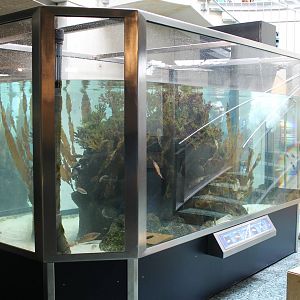 Saltwater aquarium