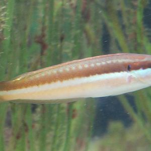 Rainbow wrasse
