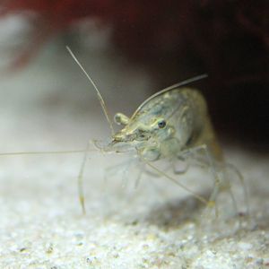 Shrimp ID