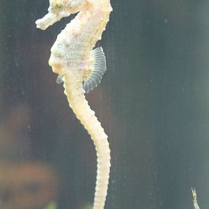 Short-snouthed seahorse