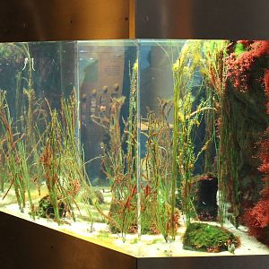 Seahorse aquarium