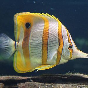 Copperbanded butterflyfish Chester Zoo 11th September 2015
