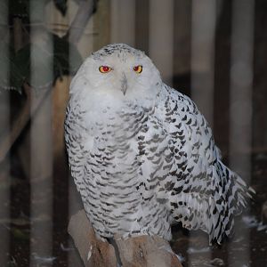 Snowy Owl