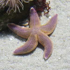 Starfish species