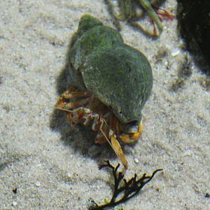 Hermit crab