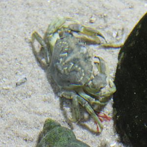 Crab ID