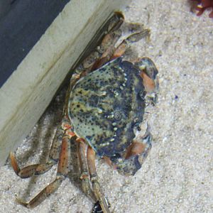 Green crab