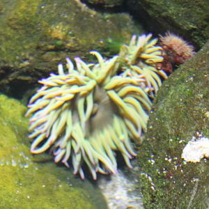 Sea anemone species