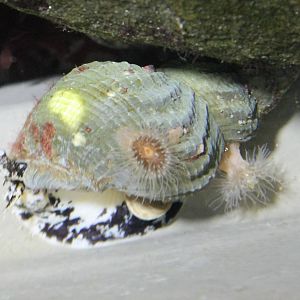 Sea snail species