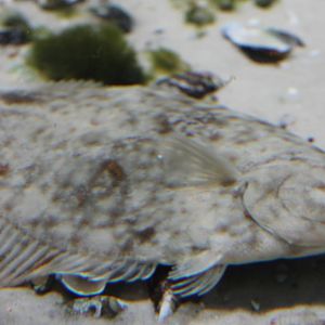 I guess Flounder