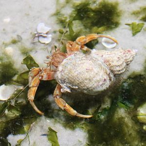 Hermit crab