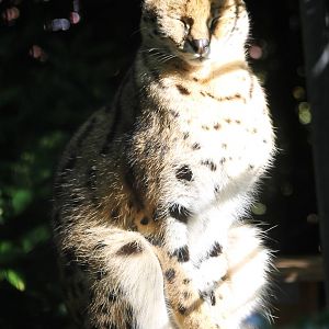 Serval