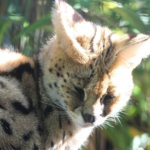 Serval