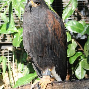Harris hawk