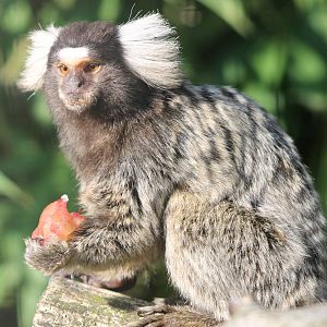 Common marmoset
