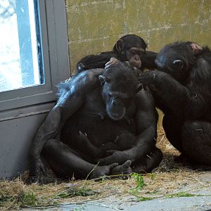 Zombi, baby, Zuri and Galatea