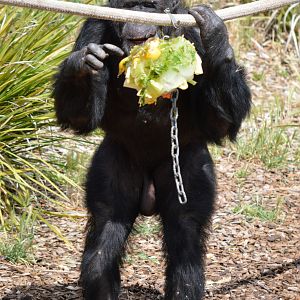 Sandali and a veggie-ice