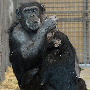 Zombi and Zuri (infant is hidden)