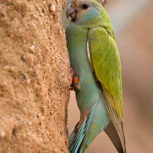 Hooded parrot : Paignton : 23 Sep 2015