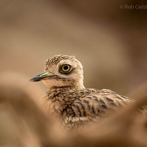 Stone curlew : Paignton : 23 Sep 2015