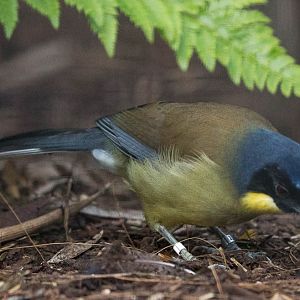 Blue-crowned laughingthrush : Waddesdon : 03 Oct 2015