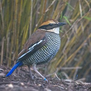 Javan banded pitta : Waddesdon : 03 Oct 2015