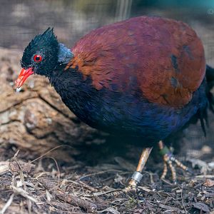 Green-naped pheasant-pigeon : Waddesdon : 09 Oct 2015