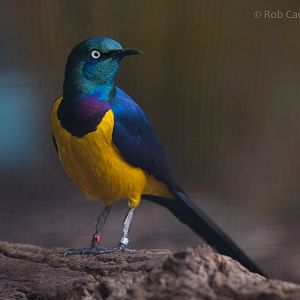 Royal starling : Waddesdon : 09 Oct 2015