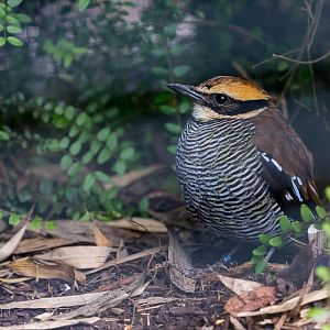 Javan banded pitta : Waddesdon : 11 Oct 2015