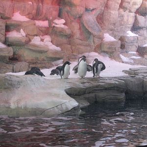 Adelie Penguins Guadalajara Zoo