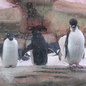 Adelie Penguins Guadalajara Zoo