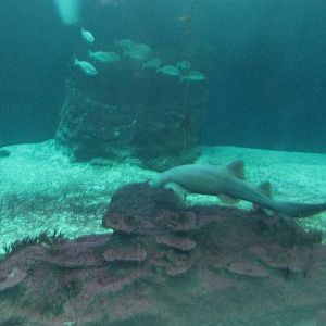 Nurse shark Guadalajara zoo