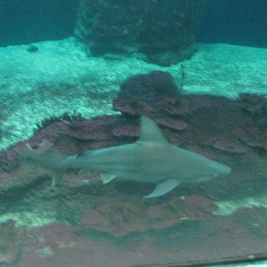 Sandbar Shark Guadalajara zoo
