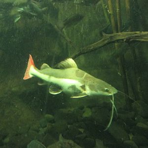 red tail catfish guadalajara zoo