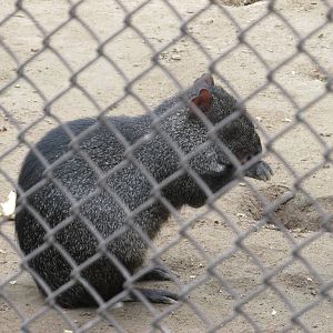 mexican agouti guadalajara zoo