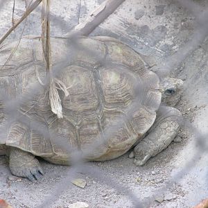 mexican desert tortoise guadalajara zoo