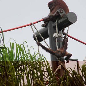 orangutan guadalajara zoo