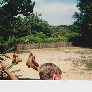 old pictures of the National zoo