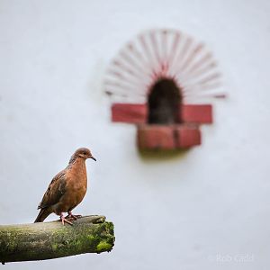 Socorro dove : Paignton : 23 Sep 2015