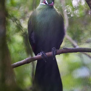 Green turaco : Paignton : 23 Sep 2015