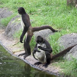 mexican spider monkeys guadalajara zoo