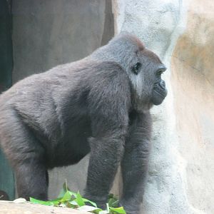 gorilla guadalajara zoo