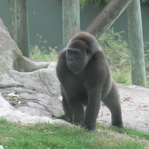 gorilla guadalajara zoo
