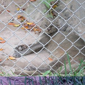 jaguarundi guadalajara zoo